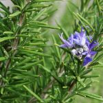 Aromatic Cretan Herb- Rosemary- Olive Tree Restaurant in Platanias, Chania Crete